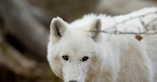 白狼粗长巨物在我体内冲刺,科学家发现新型生物现象引发广泛关注与讨论,网友热议其对生态的影响 白狼粗长巨物在我体内冲刺,科学家发现新型生物现象引发广泛关注与讨论,网友热议其对生态的影响